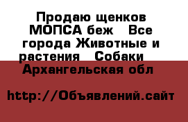Продаю щенков МОПСА беж - Все города Животные и растения » Собаки   . Архангельская обл.
